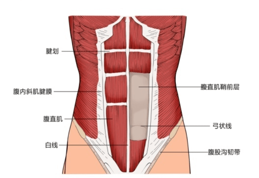 产后科普 | 产后肚子松松垮垮的，原来是「腹直肌分离」